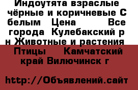 Индоутята взраслые чёрные и коричневые С белым › Цена ­ 450 - Все города, Кулебакский р-н Животные и растения » Птицы   . Камчатский край,Вилючинск г.